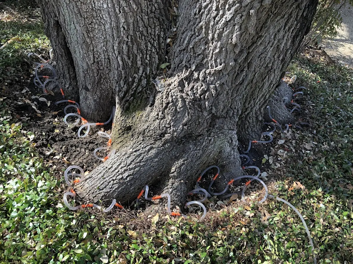 Detailed Tree Cabling and Bracing job site in West Memphis